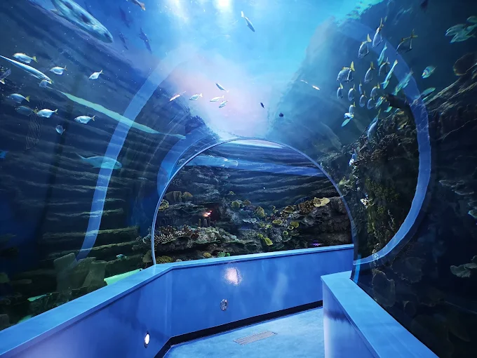 The tunnel at Sharjah Aquarium